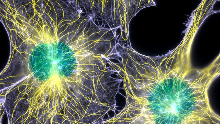 microtubules and nuclei labeled in cells