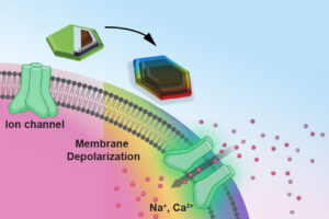 illustration of magnetic brain disc therapy