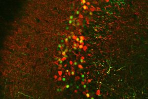 A high magnification image shows hippocampal memory engram cells