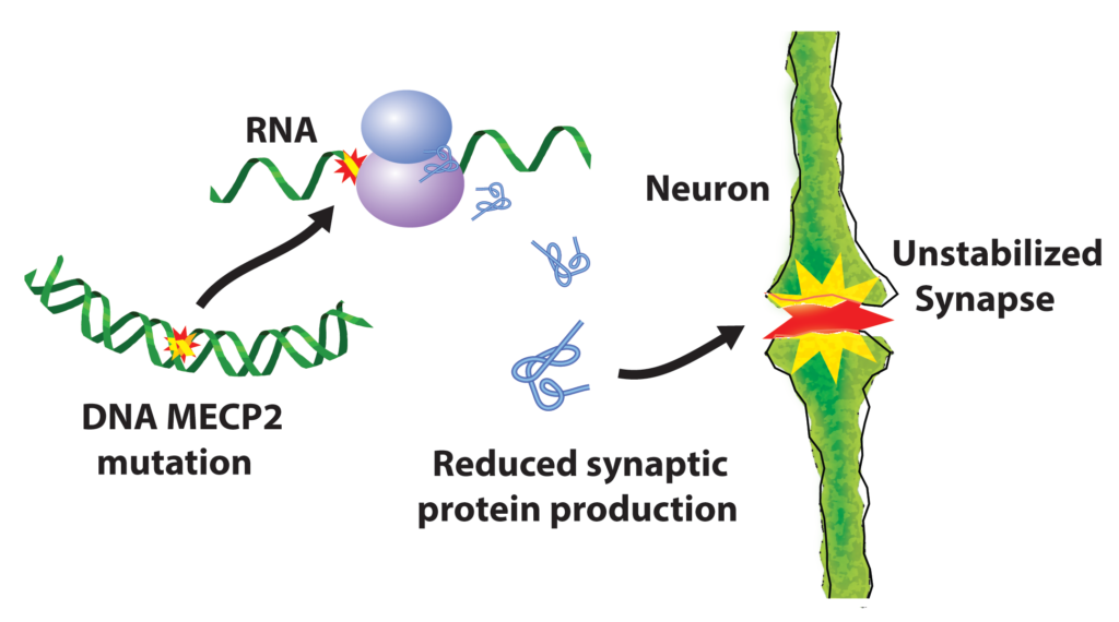 illustration of the mutated MECP2 DNA transcribing into RNA with reduced production of proteins